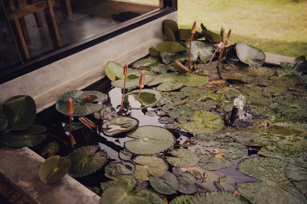 Bassin de jardin : conception, étanchéité et entretien