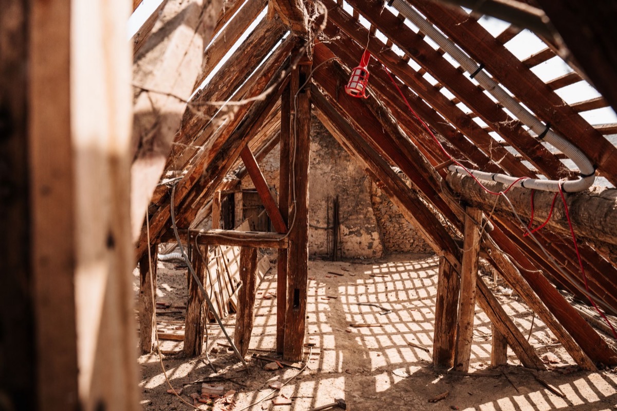 Mérule et termites : prévention, diagnostic et traitement